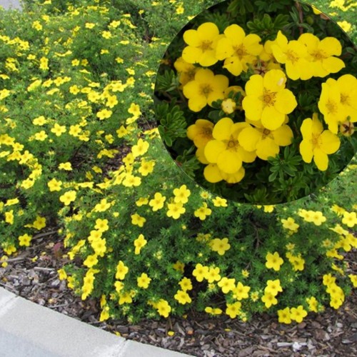 Potentilla fruticosa 'Goldteppich' - Harilik põõsasmaran 'Goldteppich' C2/2L